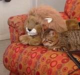 aslan.jpg