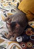kitty2.jpg