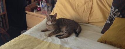 kittybed.png