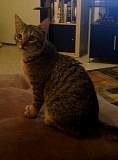 kittysit.jpg