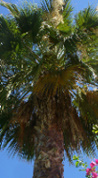 zf_palm.jpg