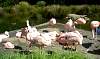 zooflamingos.jpg