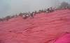 m_pink.jpg