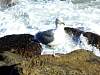 gull.jpg