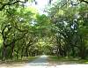 3Wormsloe.jpg