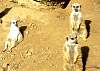 meerkats.jpg