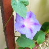 fmorningglory.jpg