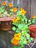 fnasturtiums.jpg